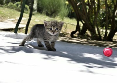 lemascie_animali_07