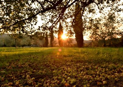 lemascie_giardino_our_garden_003