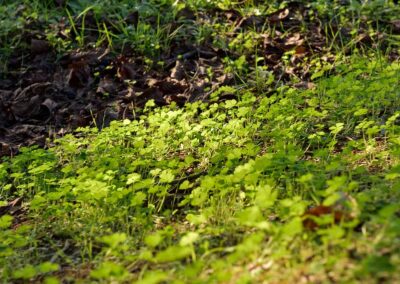 lemascie_giardino_our_garden_011