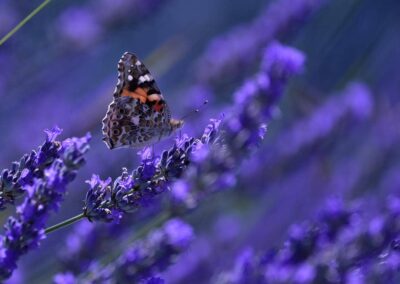 lemascie_giardino_our_garden_031