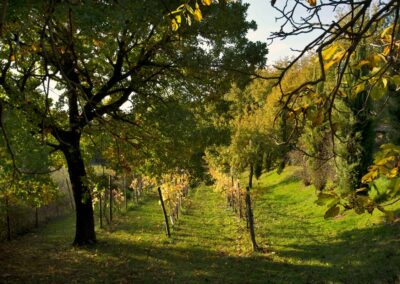 lemascie_giardino_our_garden_033