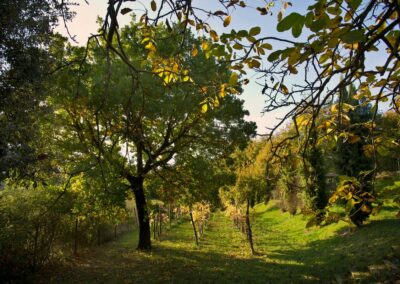 lemascie_giardino_our_garden_034