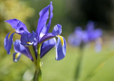 lemascie_giardino_our_garden_095