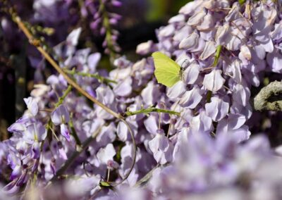 lemascie_giardino_our_garden_096