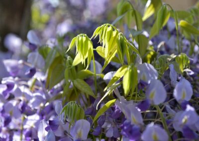 lemascie_giardino_our_garden_100