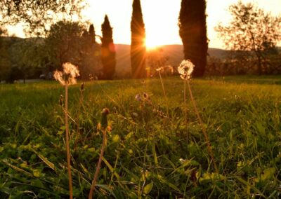 lemascie_giardino_our_garden_121