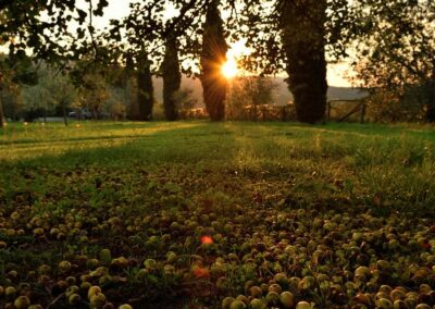 lemascie_giardino_our_garden_122